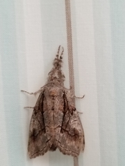 Dasychira obliquata
