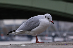 Chroicocephalus ridibundus