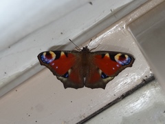 Aglais io