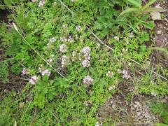 Thymus semiglaber