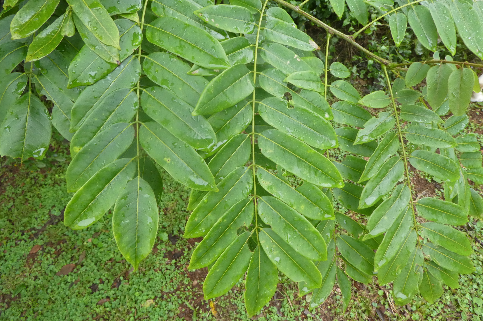 Imagem de Mulungu-do-litoral