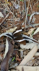 Siproeta epaphus trayja