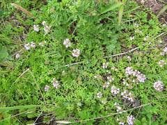 Thymus semiglaber