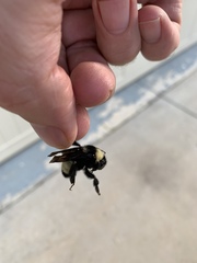 Bombus pensylvanicus image