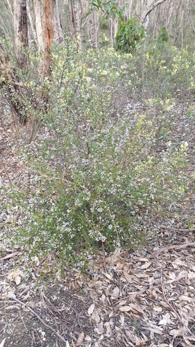 Image of Logania recurva by (c) Andrew Thornhill, some rights reserved (CC BY)