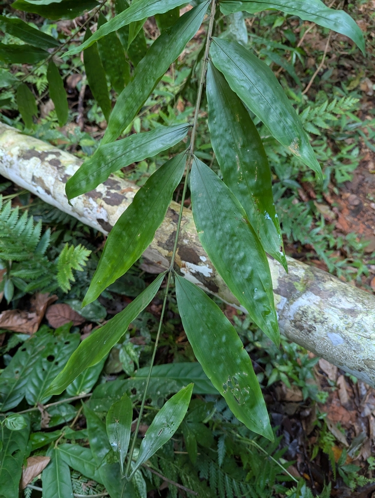 Desmoncus osensis