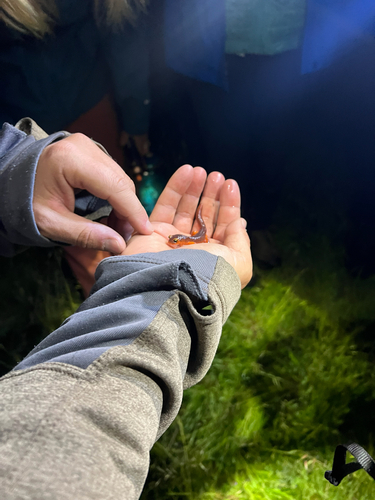 iNaturalist observation photo of Ensatina