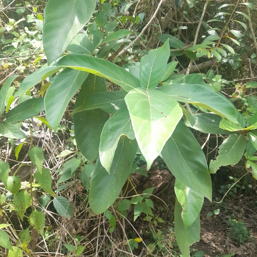 Image of Ficus hispida by (c) P Jeganathan, some rights reserved (CC BY)