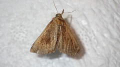 Hypena crassalis