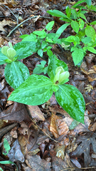 Trillium discolor, photograph author not stated, no rights reserved
