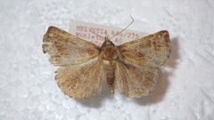 Hypena crassalis