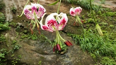 Lilium speciosum