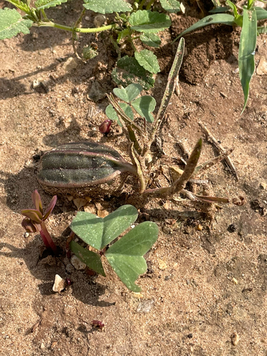 Aristolochia erecta, photograph 3