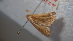 Hypena crassalis