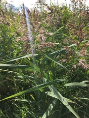 Phragmites australis
