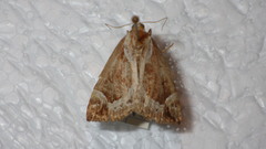 Hypena crassalis