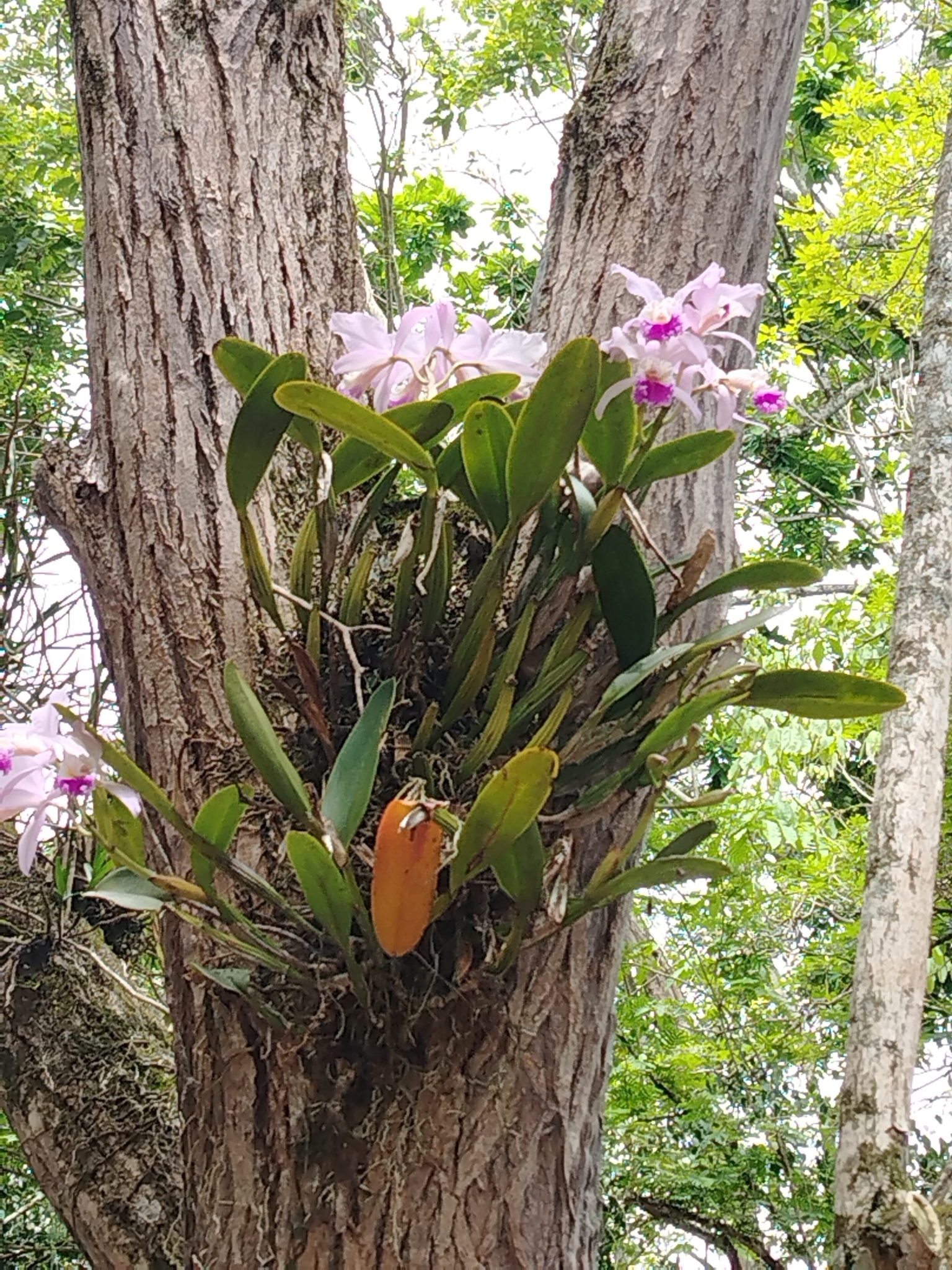 Imagem de Cattleya mendelii
