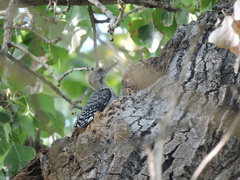 Melanerpes aurifrons