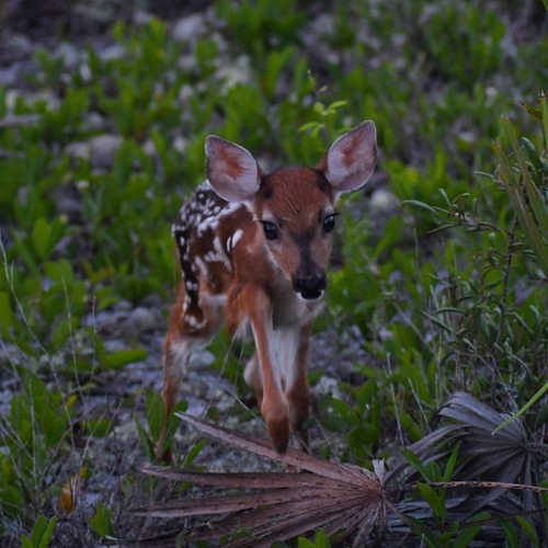 White-tailed Deer photographed in Florida