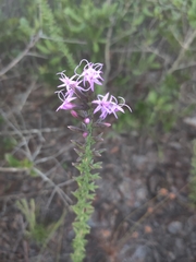 Liatris provincialis