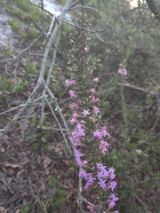 Liatris provincialis