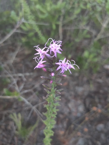 Image of Liatris provincialis by no rights reserved