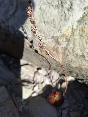 Image of Drosera xerophila by (c) Adele SL, some rights reserved (CC BY)