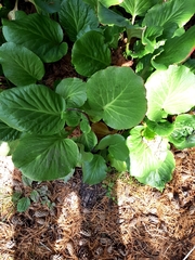 Bergenia crassifolia