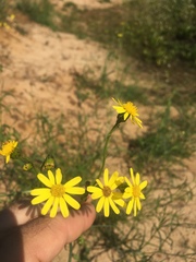 Senecio inaequidens