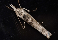 Crambus sparsellus