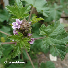 Malva verticillata