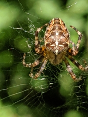 Araneus diadematus
