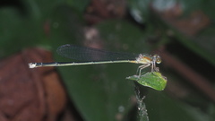 Pseudagrion rubriceps