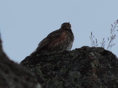 Turdus iliacus coburni