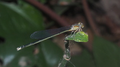 Pseudagrion rubriceps