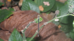 Pseudagrion rubriceps
