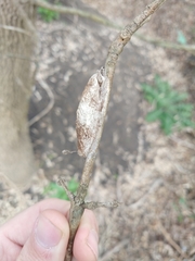 Insecta
