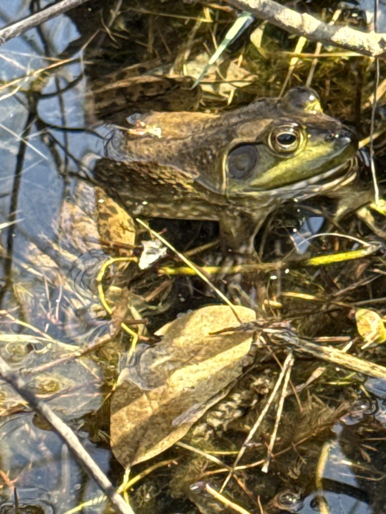 American Bullfrog from 56th St, Holland, MI, US on April 25, 2025 at 11 ...