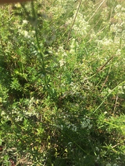 Galium