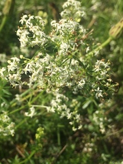 Galium