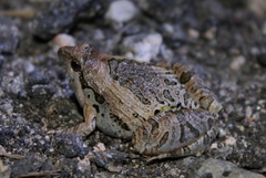 Microhyla pulchra
