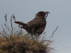Turdus iliacus coburni