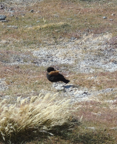 Andean Negrito (Lessonia oreas), photo 4