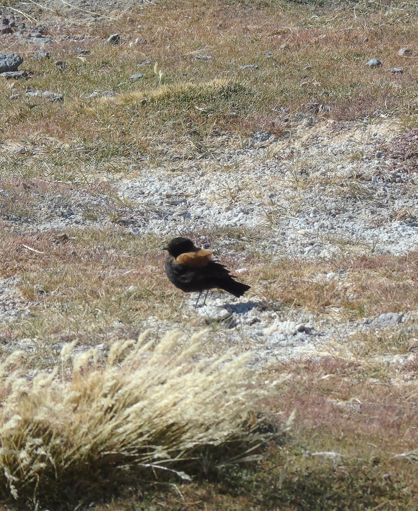 Andean Negrito (Lessonia oreas), photo 4