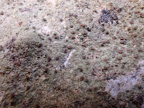 Bacidia suffusa, 2025-04-23