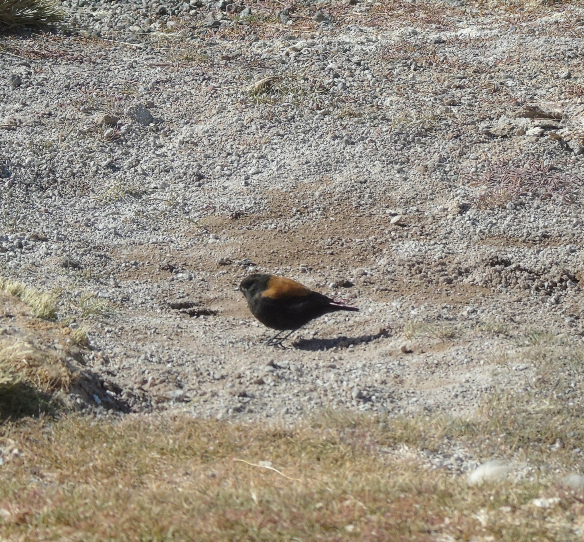 Andean Negrito (Lessonia oreas), photo 5