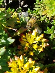 Apis mellifera