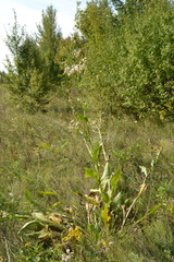 Senecio doria