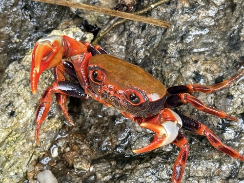 Nanhaipotamon aculatum