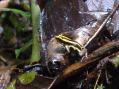 Ranitomeya variabilis